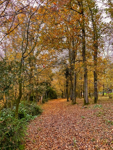 Golden autumn leaves on a woodland path at Lodge Farm