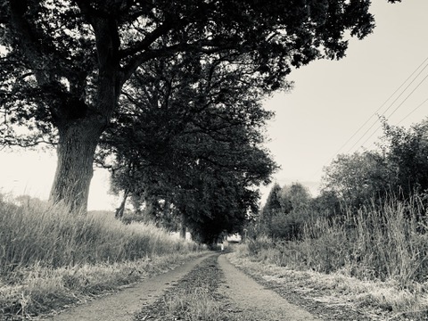 A tree-lined country lane leading to Lodge Farm