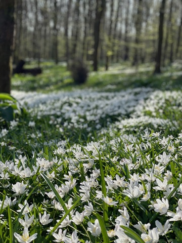 People enjoying a countryside walk along a tree-lined path near Lodge Farm