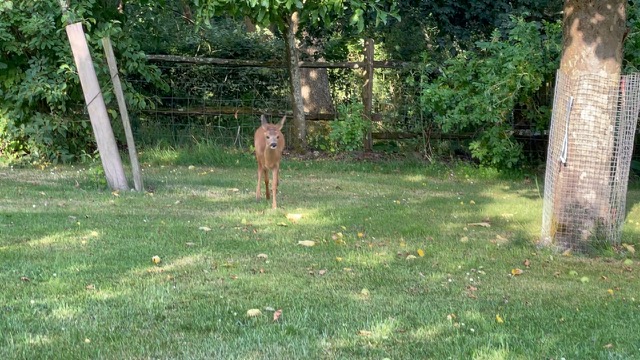 A young deer visiting the Lodge Farm lawn