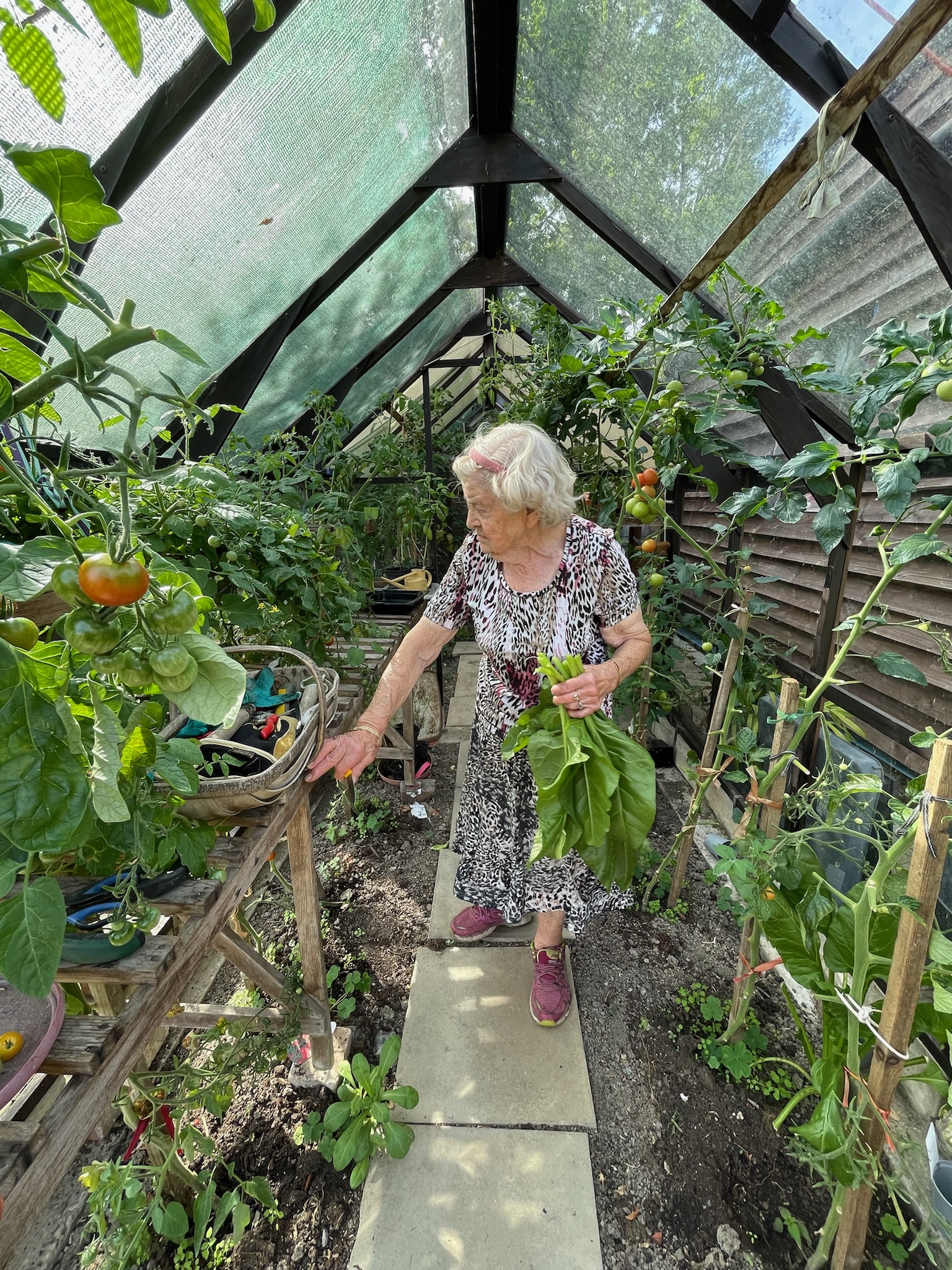 Fresh tomatoes growing in the Lodge Farm greenhouse