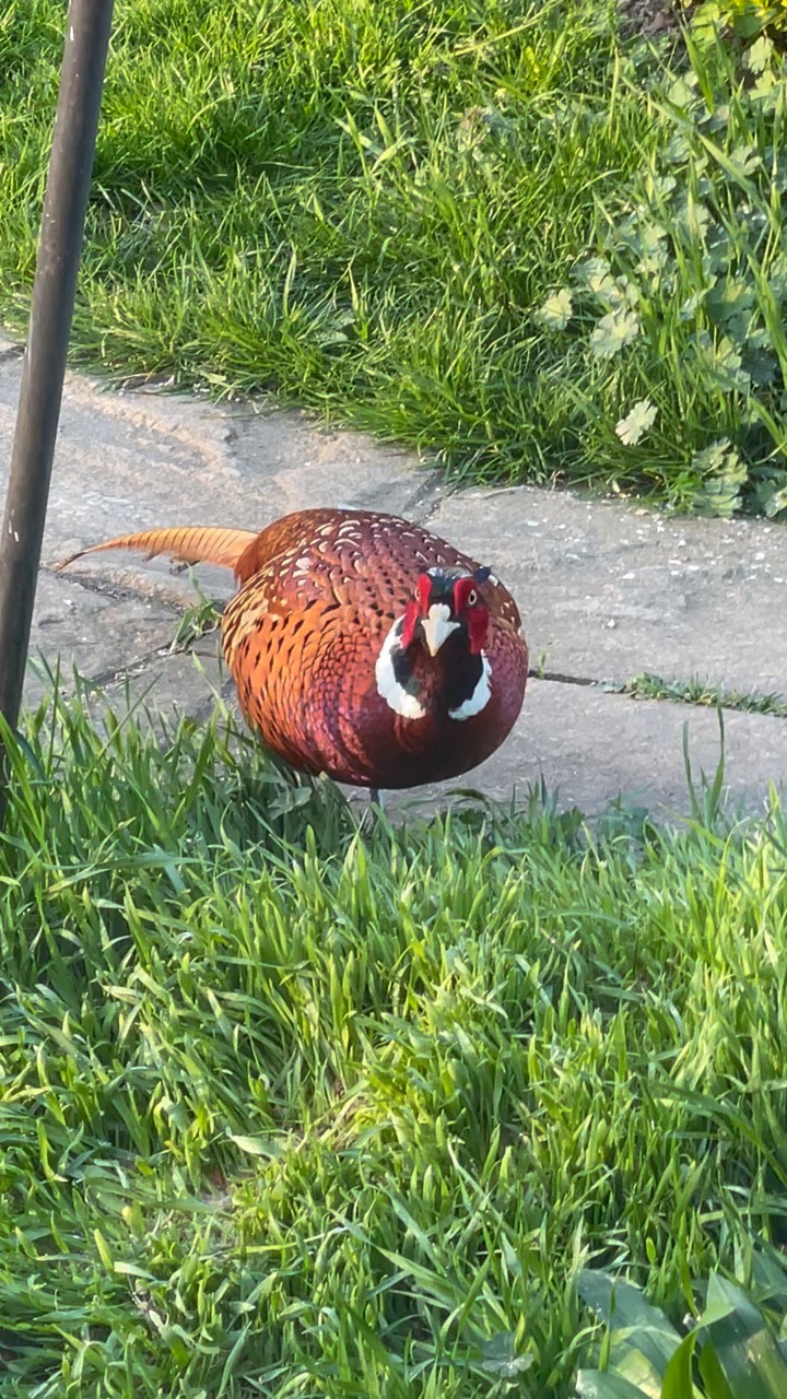 A colourful pheasant on the estate grounds