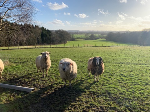 Sheep in the green fields surrounding Lodge Farm with rolling Sussex countryside