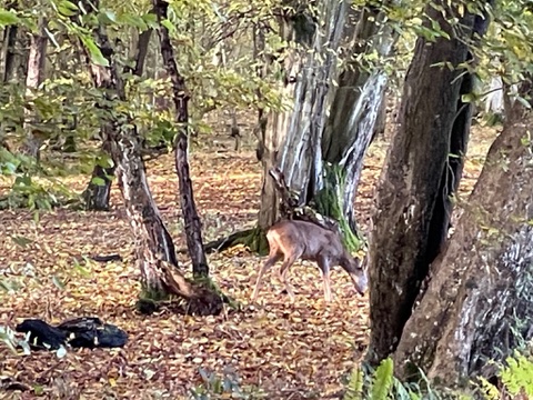 The bountiful kitchen garden at Lodge Farm with countryside views beyond